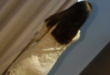 [ROSI写真]2023.06.11 NO.4206[224+1P／282MB]-美图岛