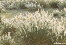 [YITUYU艺图语]2023.03.14 秋风起 芝芝琪[25+1P／298MB]-美图岛