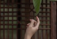 [YITUYU艺图语]2023.04.13 庭有枇杷树 时生[24+1P／339MB]-美图岛